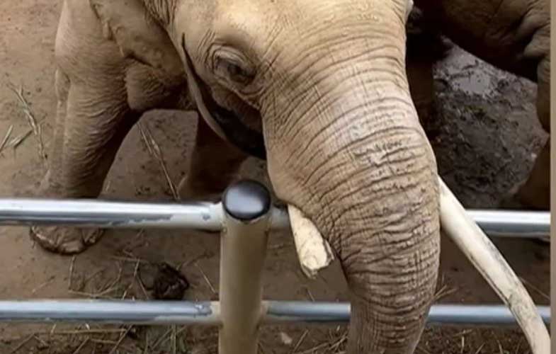 کمک فیل مهربان به یک کودک (فیلم)