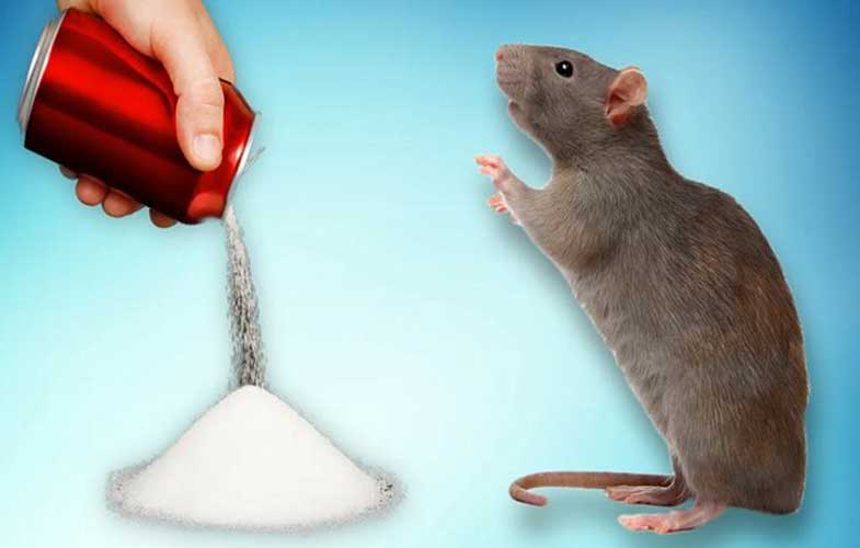 آسیب شدید مغزی موش‌ها پس از ۲ ماه نوشیدن نوشابه