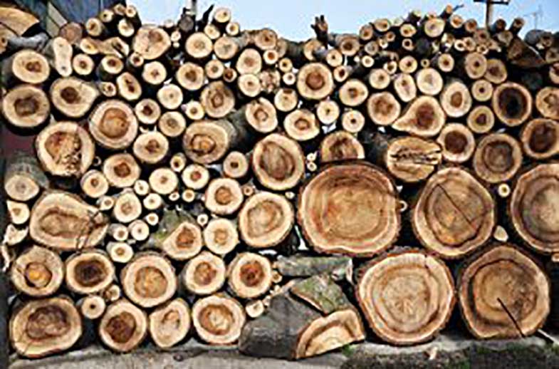 قیمت روز چوب گردو آمریکایی با بهترین کیفیت