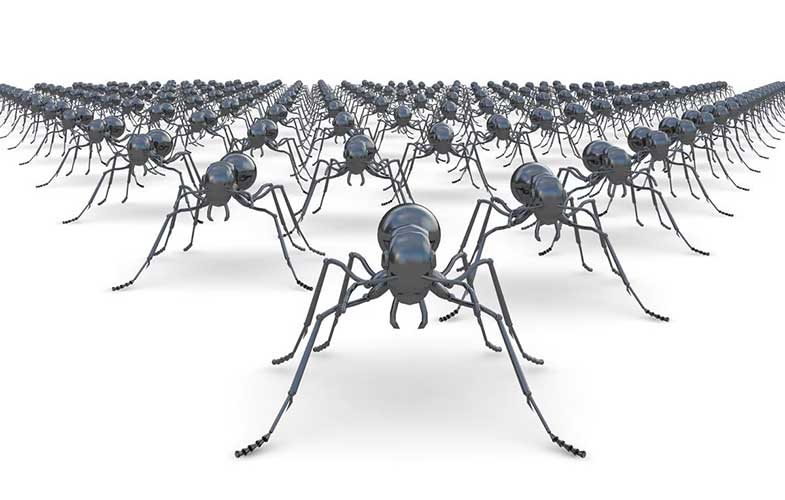 مورچه ها مهم هستند/ تعدادشان روی کره زمین چقدر است؟!