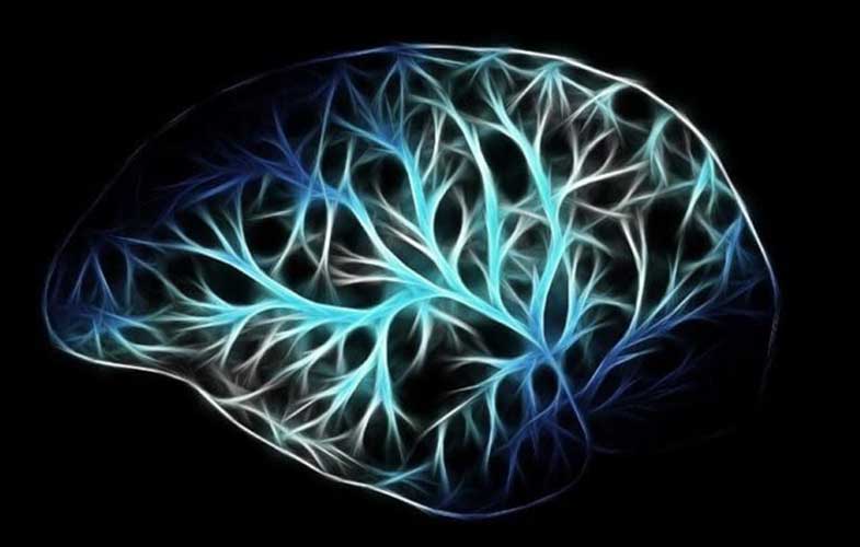 کشف راه ارتباطی جدید میان مغز و سلول‌های چربی