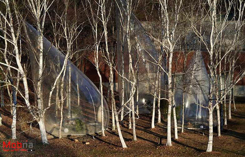 چادرهای اشکی شفاف در جنگل! (+عکس)