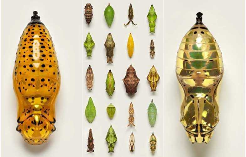 تصاویر ماکرو تماشایی از طرح‌های متنوع شفیره پروانه‌‌ها