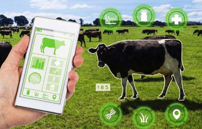 بررسی سلامتی گاوها با ساعت هوشمند
