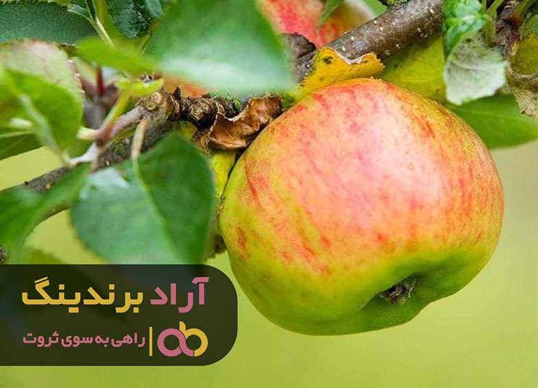 راهنمای کاشت درخت سیب