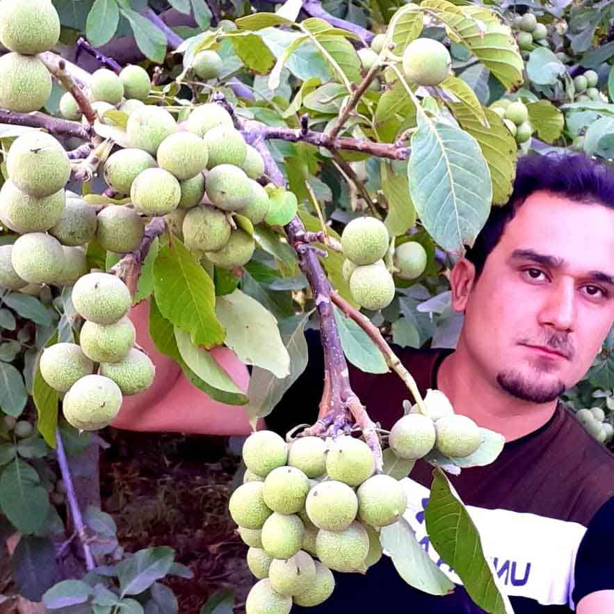 تولید نهال گردو ژنوتیپ ایرانی امید بخش برای کشاورزان تمام نقاط کشور ایران