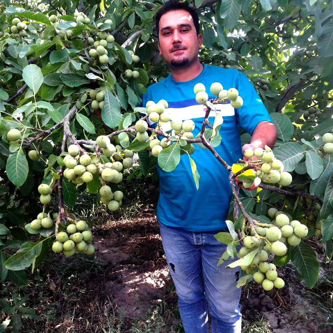 تولید نهال گردو ژنوتیپ ایرانی امید بخش برای کشاورزان تمام نقاط کشور ایران