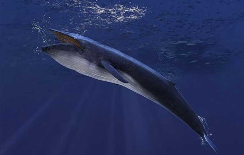 نهنگ آبی؛ بزرگ‌تر از دایناسورها با قلب 180 کیلویی! (+عکس)
