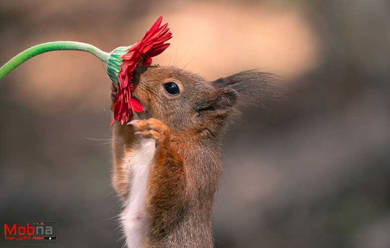 تعامل جالب سنجاب‌ها و پرندگان با گل‌ها! (عکس)