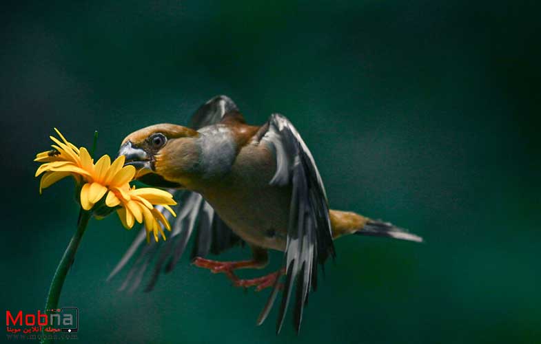 تعامل جالب سنجاب‌ها و پرندگان با گل‌ها! (عکس)