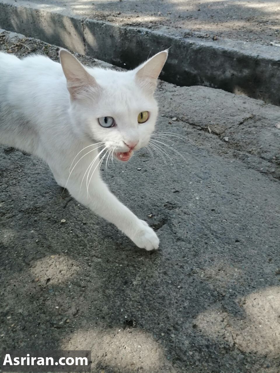 گربه وطنی با چشم تا به تا! (عکس)