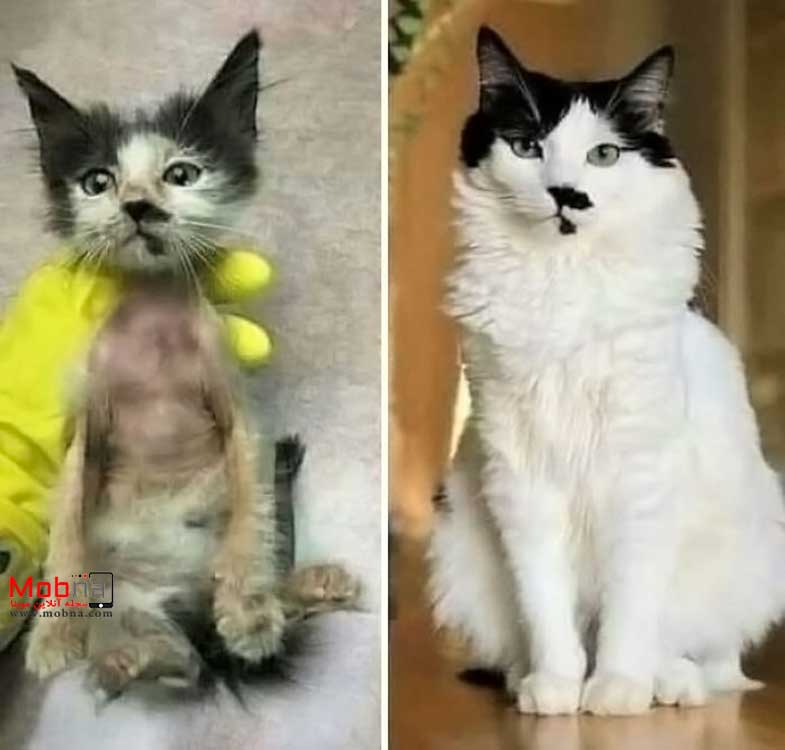 تصاویری دیدنی از گربه‌های خیابانی، قبل و بعد از سرپرستی!