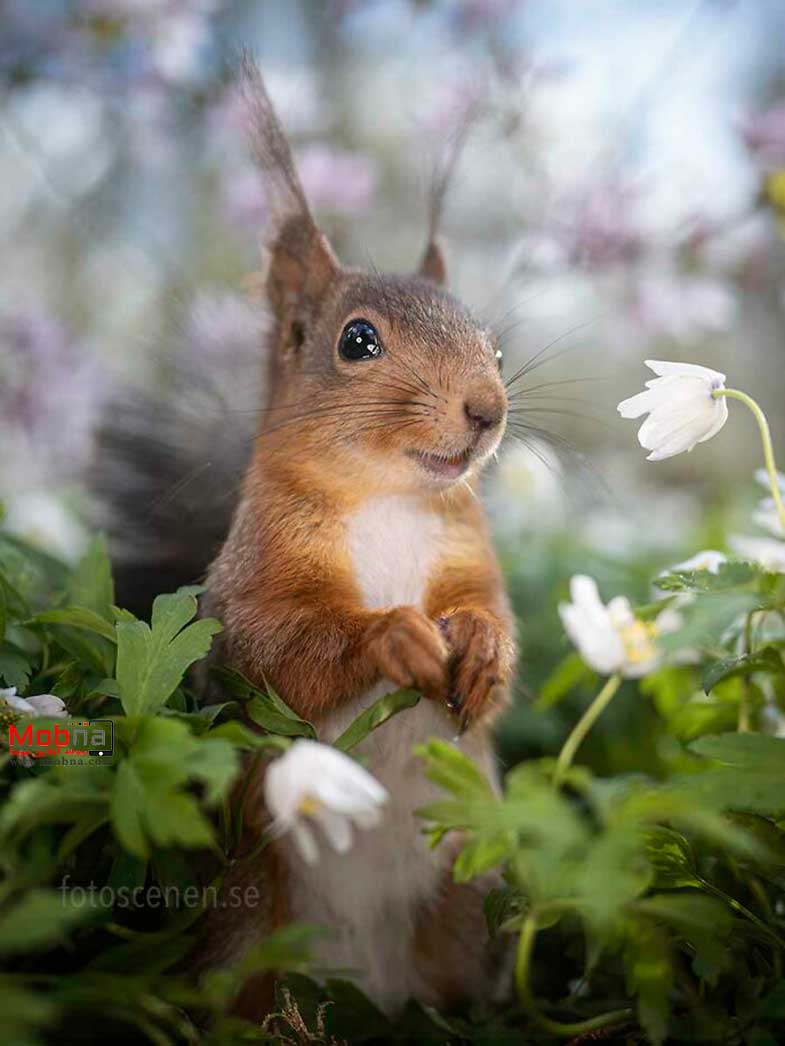 ژست های سنجاب برای عکاسی! (بخش اول)