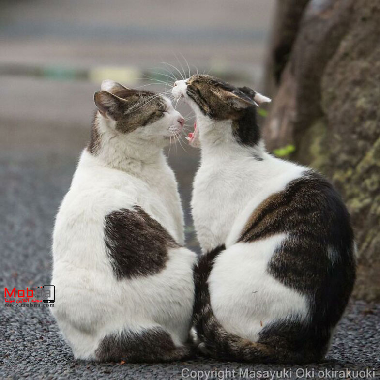 عکس‌ های عجیب و غریب از گربه‌ های خیابانی توکیو (بخش اول)
