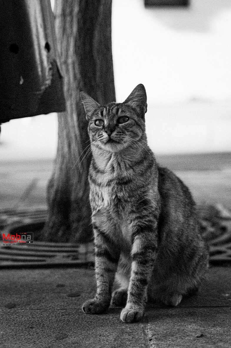 تصاویری از گربه های خیابانی قبرس