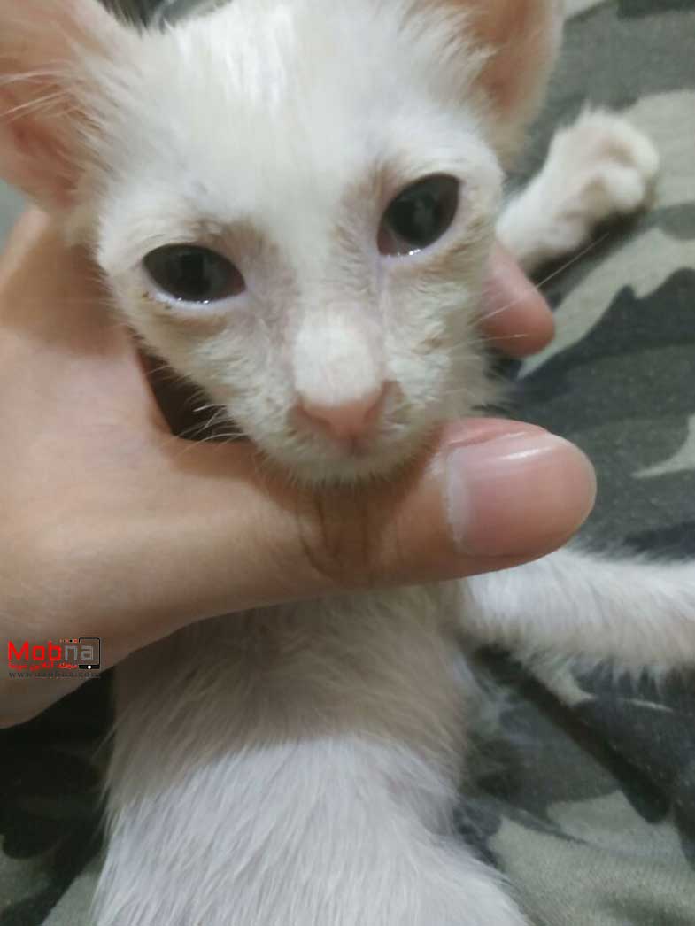 زندگی بچه گربه رها شده؛ از مرگ تا بهبودی (عکس)
