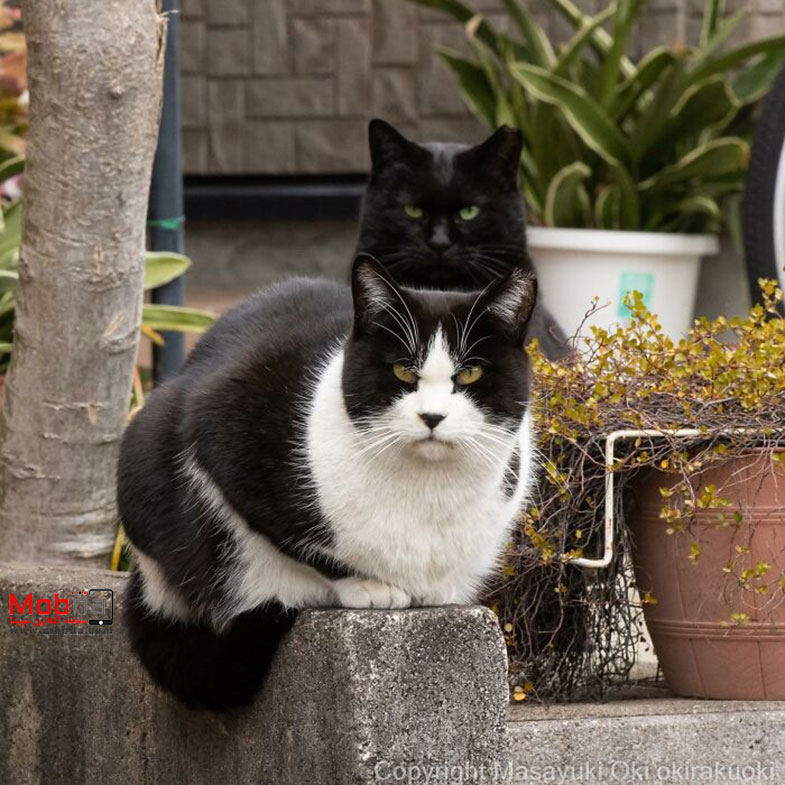 عکس‌ های عجیب و غریب از گربه‌ های خیابانی توکیو (بخش اول)