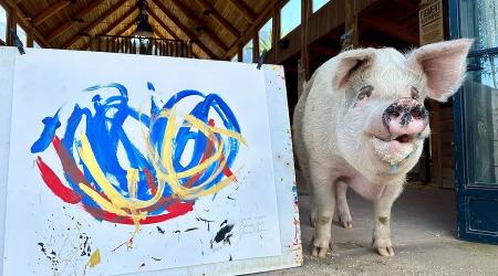 خوک نقاشی که تابلوهایش میلیون ها دلار قیمت دارد