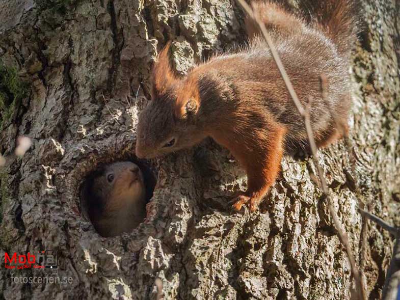 ژست های سنجاب برای عکاسی! (بخش اول)