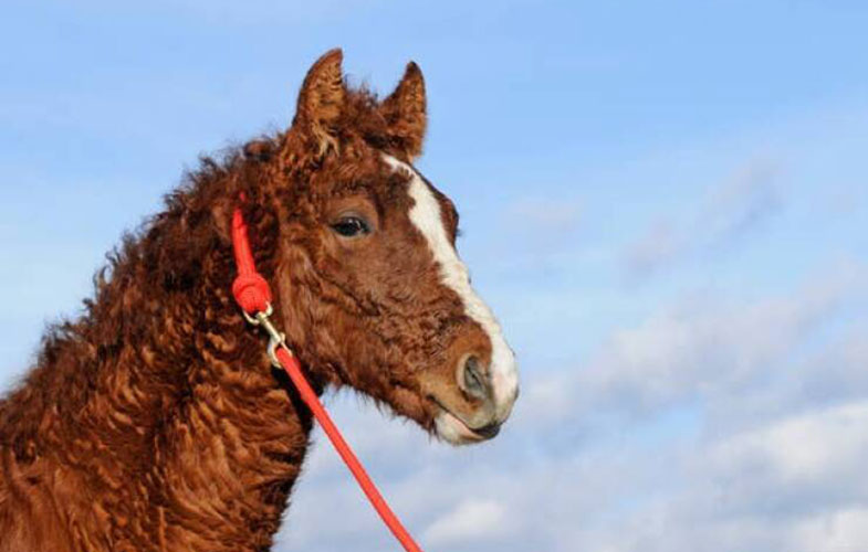 نژاد جالب اسب مو فرفری! (+عکس)