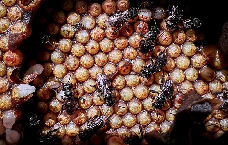 زنبور کرکس ؛ حشره ای که از گوشت فاسد عسل تولید می کند! (+فیلم و عکس)