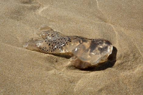 حضور « خطرناک » یک جانور شفاف و چسبناک در سواحل تگزاس