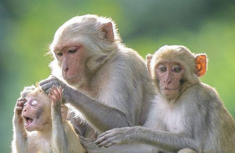 واردات میمون از اوگاندا