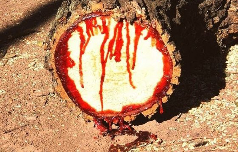 خون اژدها ؛ درختی عجیب در یمن که خون می دهد! (+عکس)