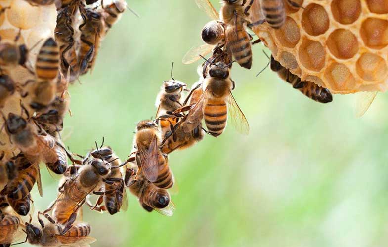 فستون کردن ؛ حرکت حرفه ای زنبور عسل ! (+فیلم و عکس)