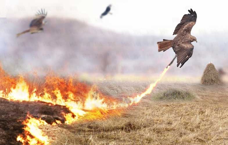 شاهین آتشین ؛ پرنده ای که استرالیا را برای غذا آتش می زند! (+فیلم و عکس)