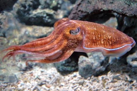این ماهی‌ مرکب غول پیکر آدم‌ خوار است! (+عکس)