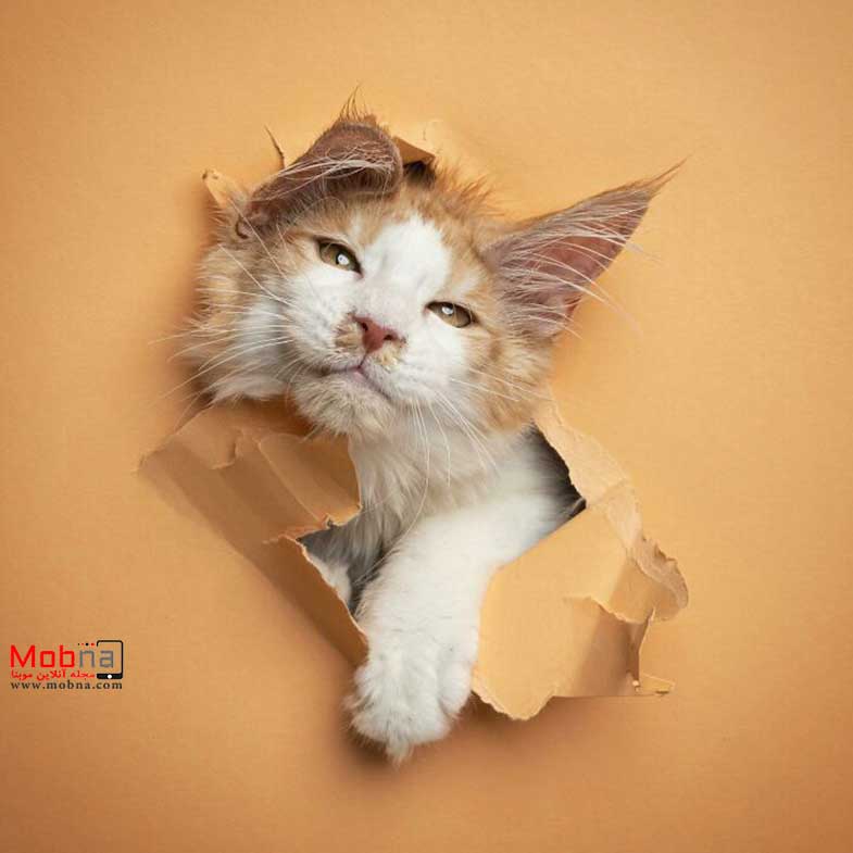 عبور گربه ها از دیوار کاغذی (عکس)
