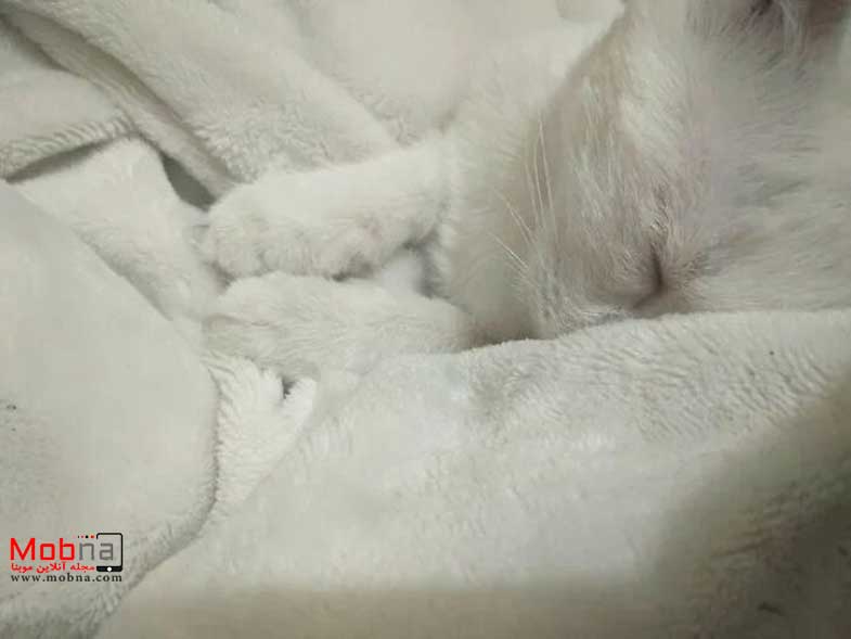 زندگی بچه گربه رها شده؛ از مرگ تا بهبودی (عکس)
