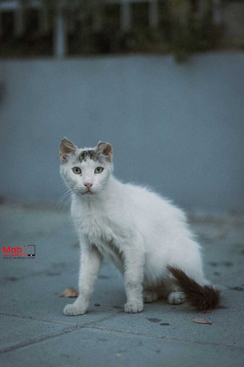 تصاویری از گربه های خیابانی قبرس