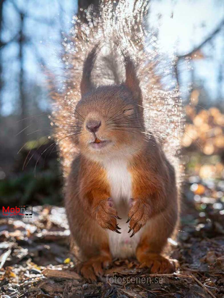 ژست های احساسی سنجاب ها برای عکاسی (بخش دوم)