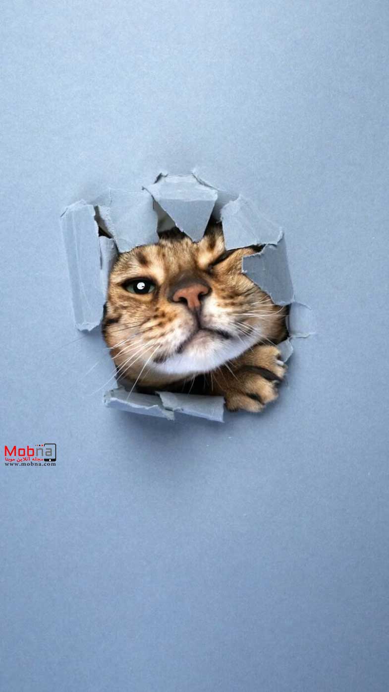 عبور گربه ها از دیوار کاغذی (عکس)