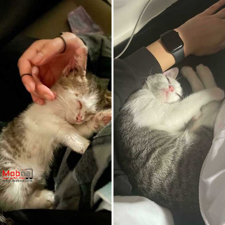قبل و بعد گربه های خیابانی!