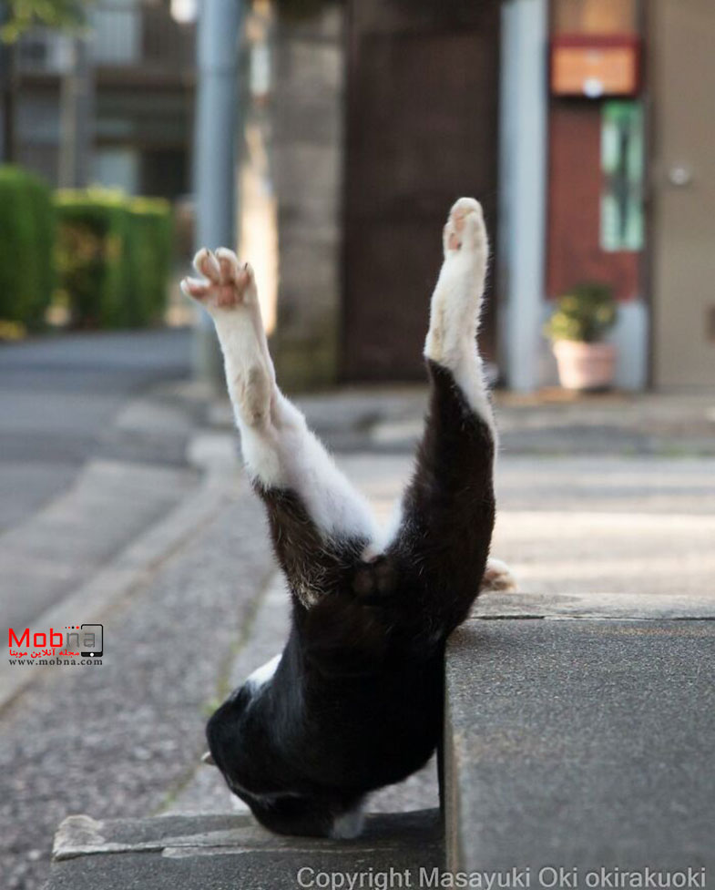 گربه‌های خیابانی توکیو این مناظر جالب را خلق کرده اند!