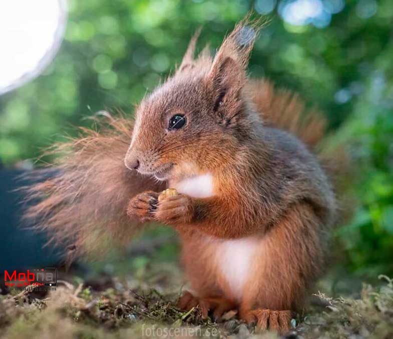 ژست های احساسی سنجاب ها برای عکاسی (بخش دوم)