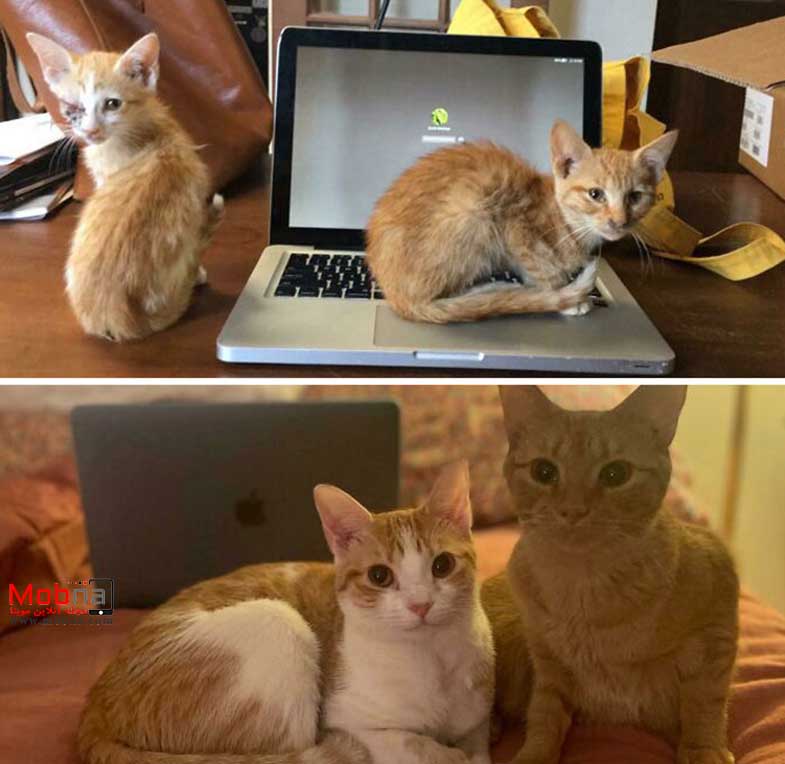 قبل و بعد گربه های خیابانی!