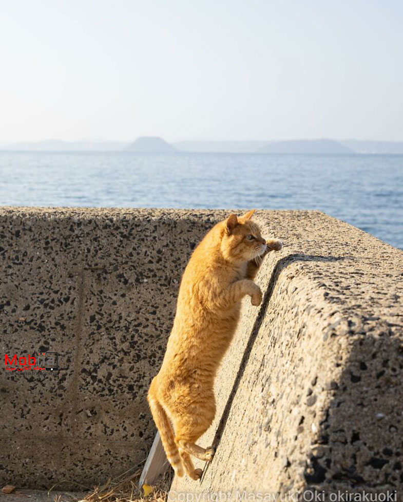 گربه‌های خیابانی توکیو این مناظر جالب را خلق کرده اند!