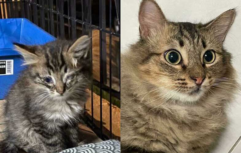 قبل و بعد گربه های خیابانی! (بخش دوم)
