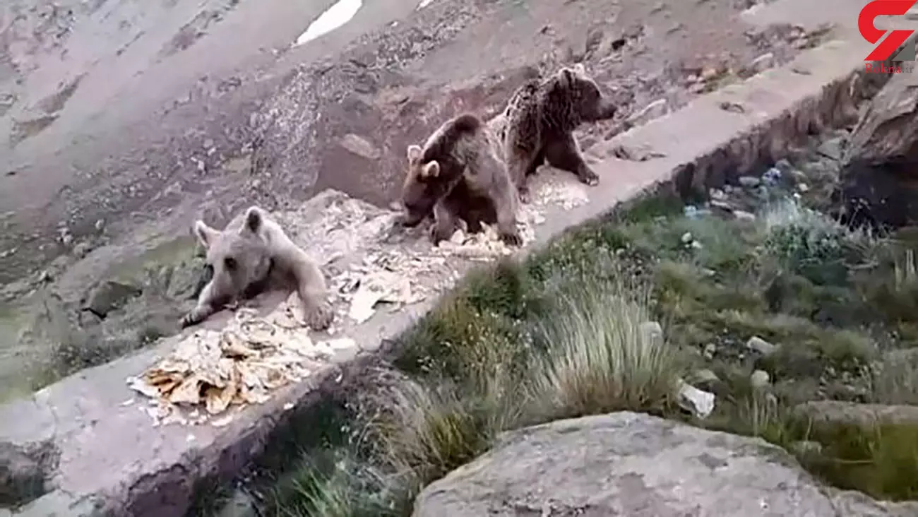 خیانت به حیات وحش با غذا دادن به خرس مادر و توله هایش