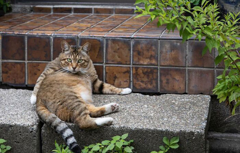 گربه‌های خیابانی توکیو این مناظر جالب را خلق کرده اند! (بخش دوم)