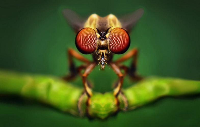 عکاسی پرتره از حشرات (فیلم)