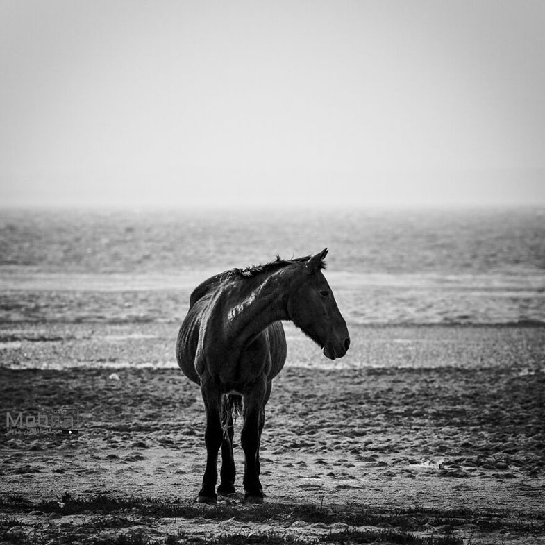 تصاویری سیاه و سفید جالب از اسب‌های وحشی آفریقای جنوبی