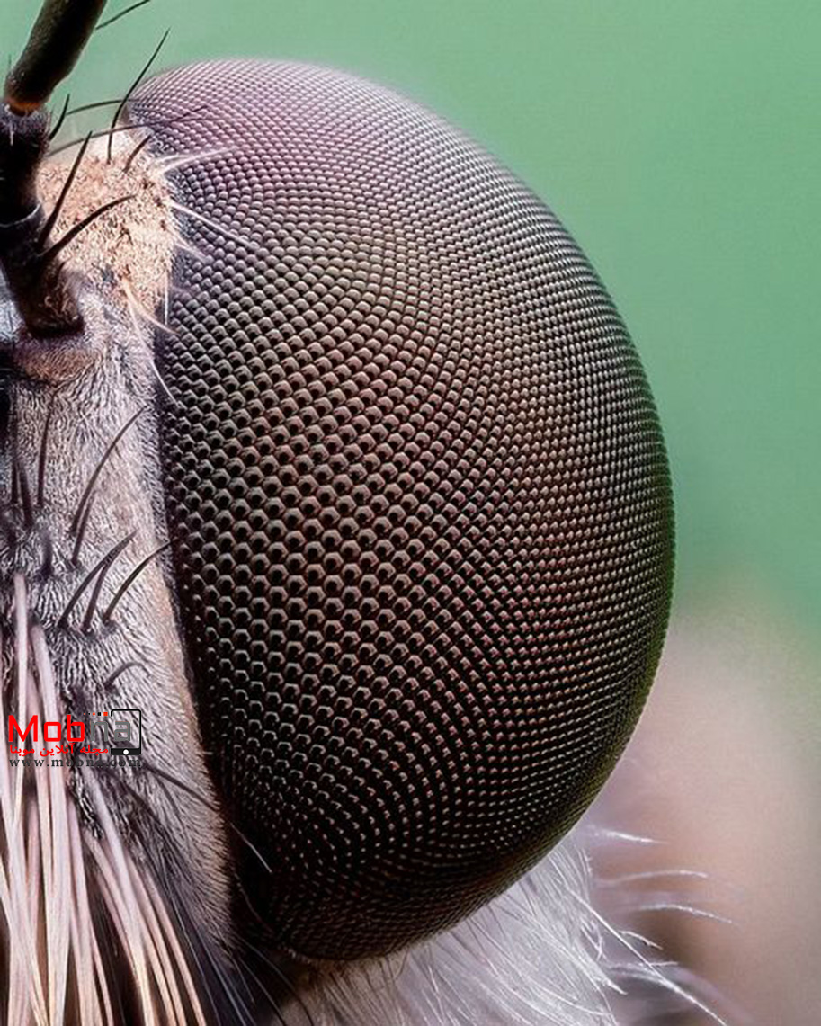 عکاسی ماکرو از حشرات (عکس)
