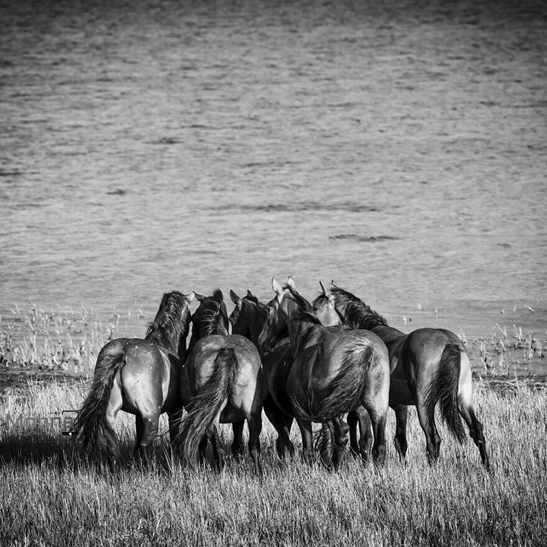 تصاویری سیاه و سفید جالب از اسب‌های وحشی آفریقای جنوبی