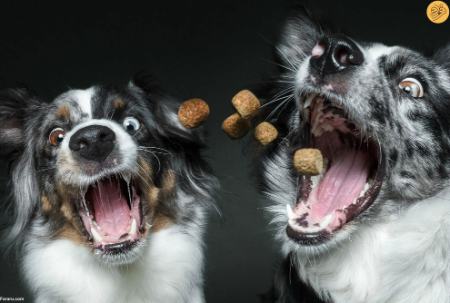 (تصاویر) واکنش خنده‌دار سگ‌ها قبل از گرفتن خوراکی مورد علاقه