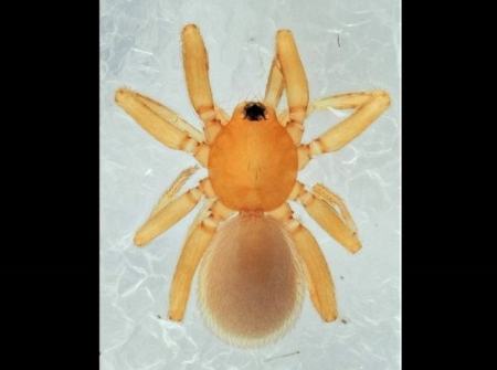 کشف جانور شش‌چشم نارنجی در جزیره‌ی دورافتاده‌ای در ژاپن